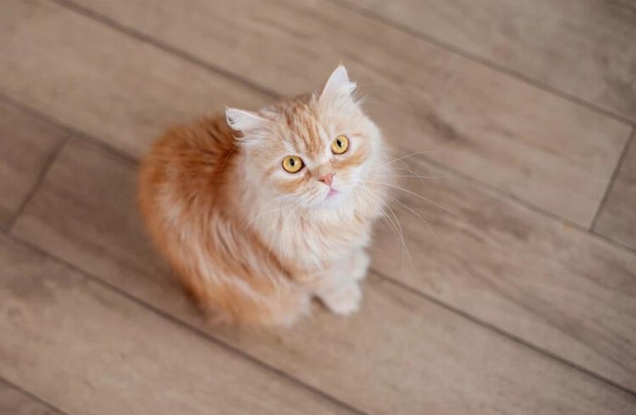 Μπορούν οι γάτες να φάνε κορν μπιφ; Εγκεκριμένες από κτηνίατρο πληροφορίες & Συχνές ερωτήσεις