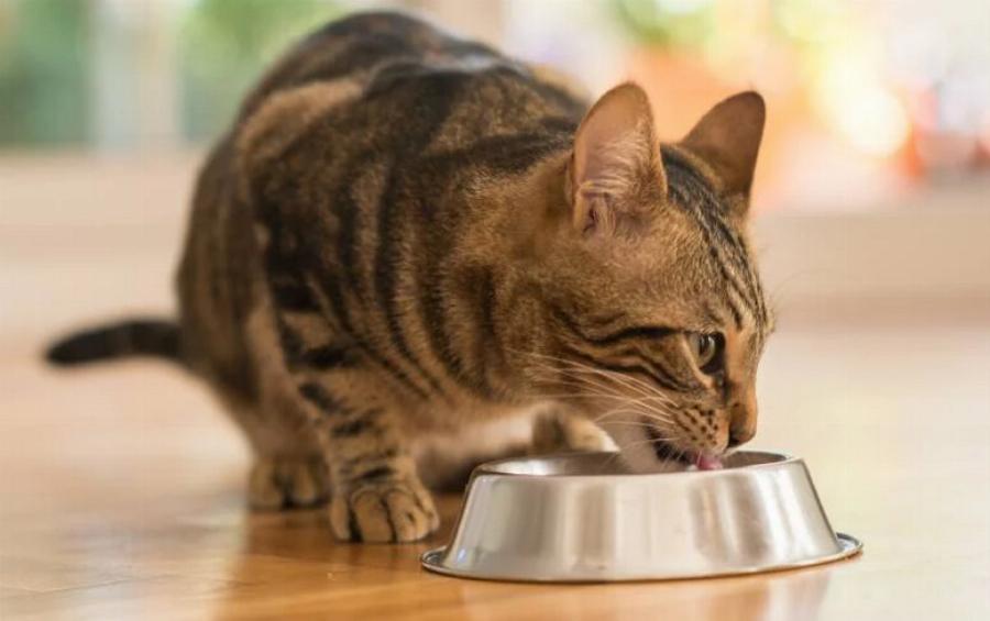 Μπορούν οι γάτες να φάνε κορν μπιφ; Εγκεκριμένες από κτηνίατρο πληροφορίες & Συχνές ερωτήσεις