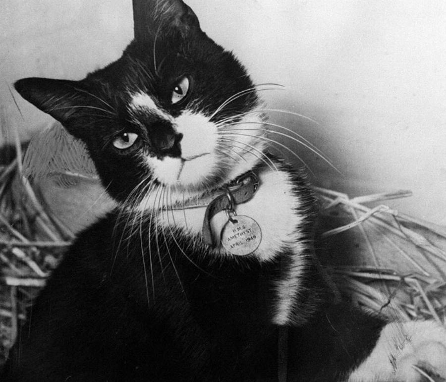 Ιστορίες με γάτες: 10 Απίστευτες ηρωικές γάτες που έσωσαν ζωές