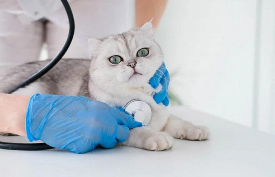 Καρδιομυοπάθεια στις γάτες: Θεραπεία, πρόληψη & συμπτώματα