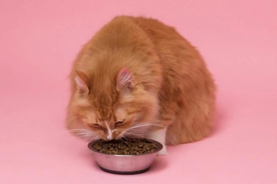 Καρδιομυοπάθεια στις γάτες: Θεραπεία, πρόληψη & συμπτώματα