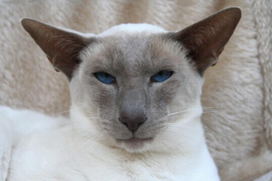 Αυτές είναι οι 7 καλύτερες φυλές γατών για άτομα με αλλεργίες