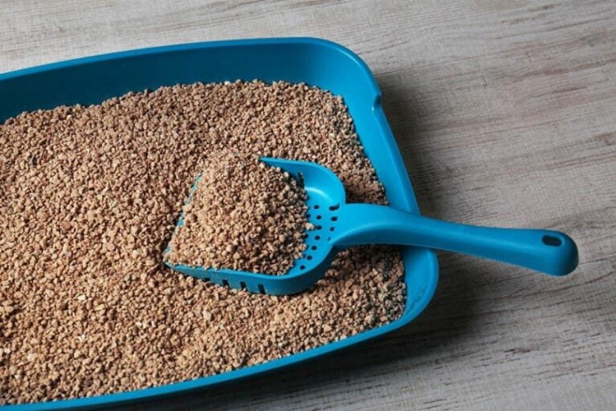 Μπορούν οι γάτες να αισθανθούν την κακή ενέργεια; Όλα όσα πρέπει να ξέρετε!