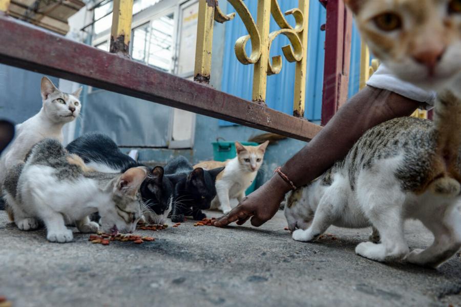 Γιατί πρέπει να στειρώσετε τη γάτα σας;- Αυτά είναι τα οφέλη