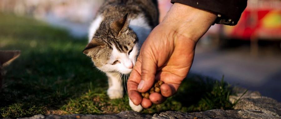 Γιατί πρέπει να στειρώσετε τη γάτα σας;- Αυτά είναι τα οφέλη