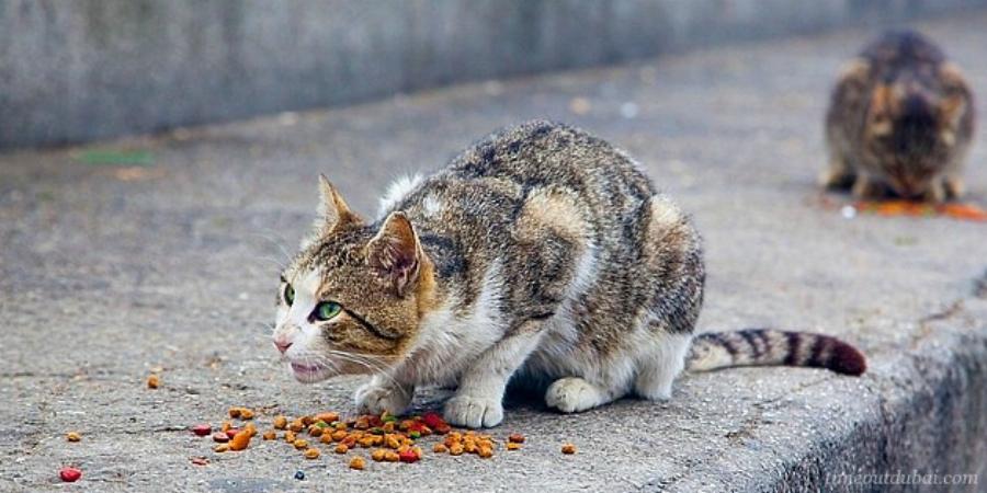Γιατί πρέπει να στειρώσετε τη γάτα σας;- Αυτά είναι τα οφέλη