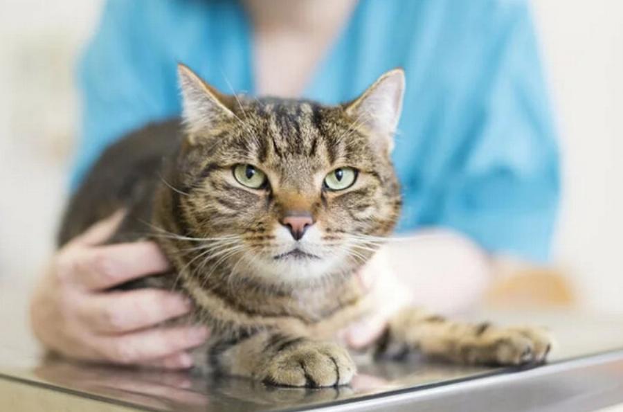 Μαστίτιδα στις γάτες: Αιτίες, συμπτώματα & φροντίδα