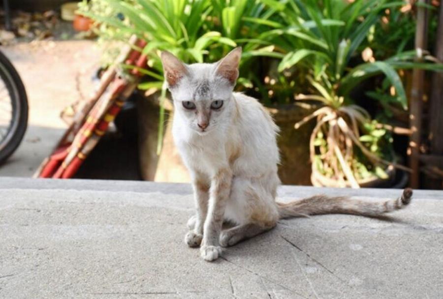 Μαστίτιδα στις γάτες: Αιτίες, συμπτώματα & φροντίδα