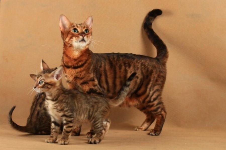 6 Απίστευτα χρώματα και μοτίβα της γάτας Toyger: Εικόνες & Πληροφορίες