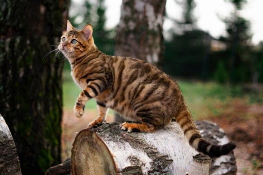 6 Απίστευτα χρώματα και μοτίβα της γάτας Toyger: Εικόνες & Πληροφορίες