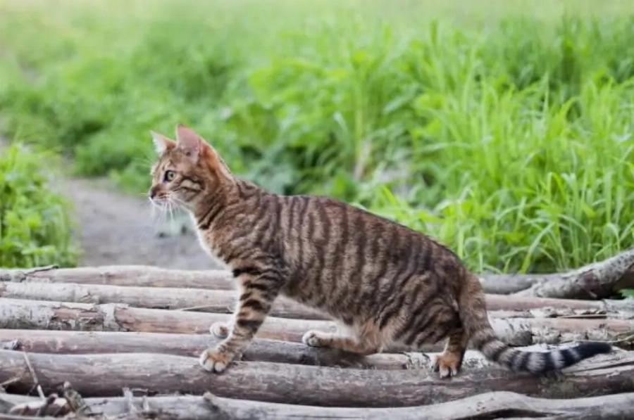 6 Απίστευτα χρώματα και μοτίβα της γάτας Toyger: Εικόνες & Πληροφορίες