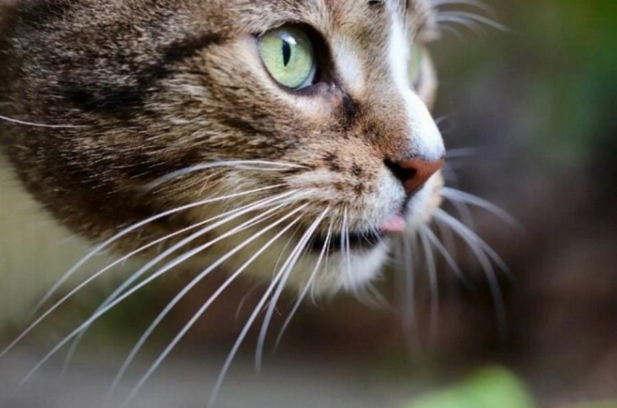 Αρέσει στις γάτες να χαϊδεύουμε τα μουστάκια τους; Προτεινόμενες περιοχές για χάιδεμα & Συχνές ερωτήσεις