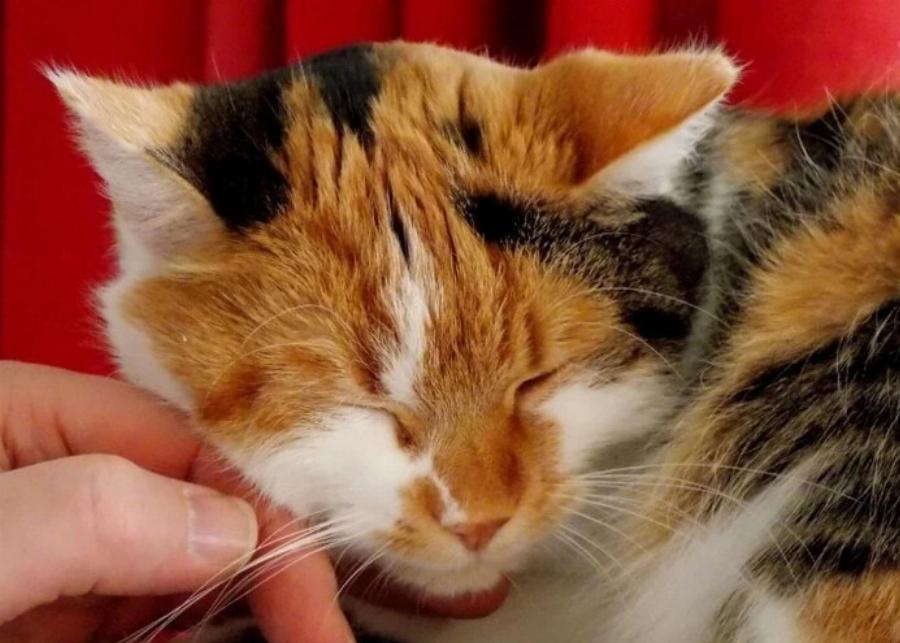 Αρέσει στις γάτες να χαϊδεύουμε τα μουστάκια τους; Προτεινόμενες περιοχές για χάιδεμα & Συχνές ερωτήσεις