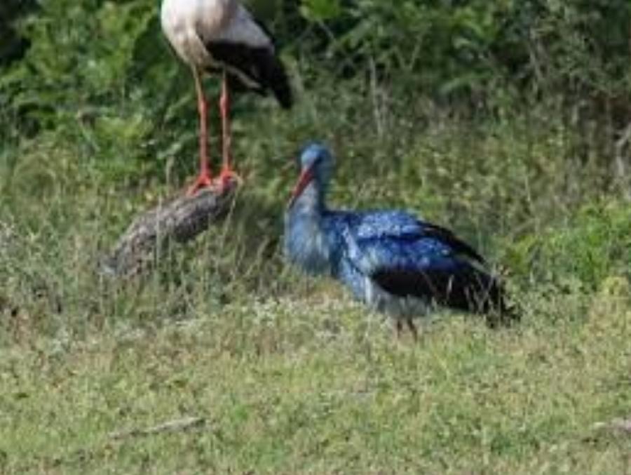 Εντυπωσιακό: Βρέθηκε ένας μπλε πελαργός στη λίμνη Κερκίνη
