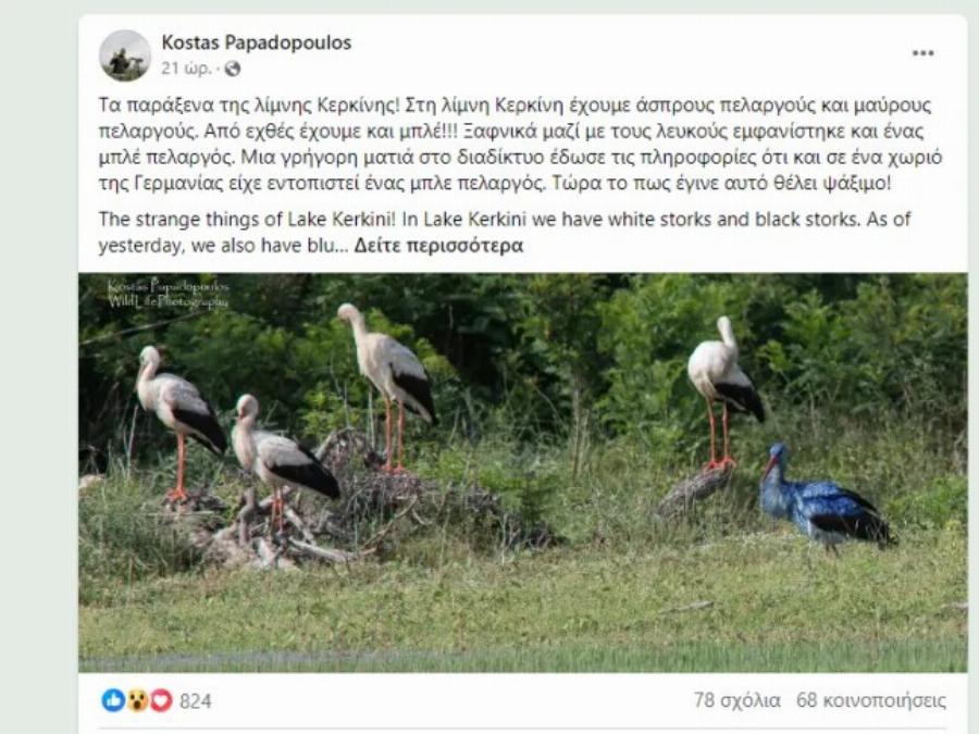 Εντυπωσιακό: Βρέθηκε ένας μπλε πελαργός στη λίμνη Κερκίνη