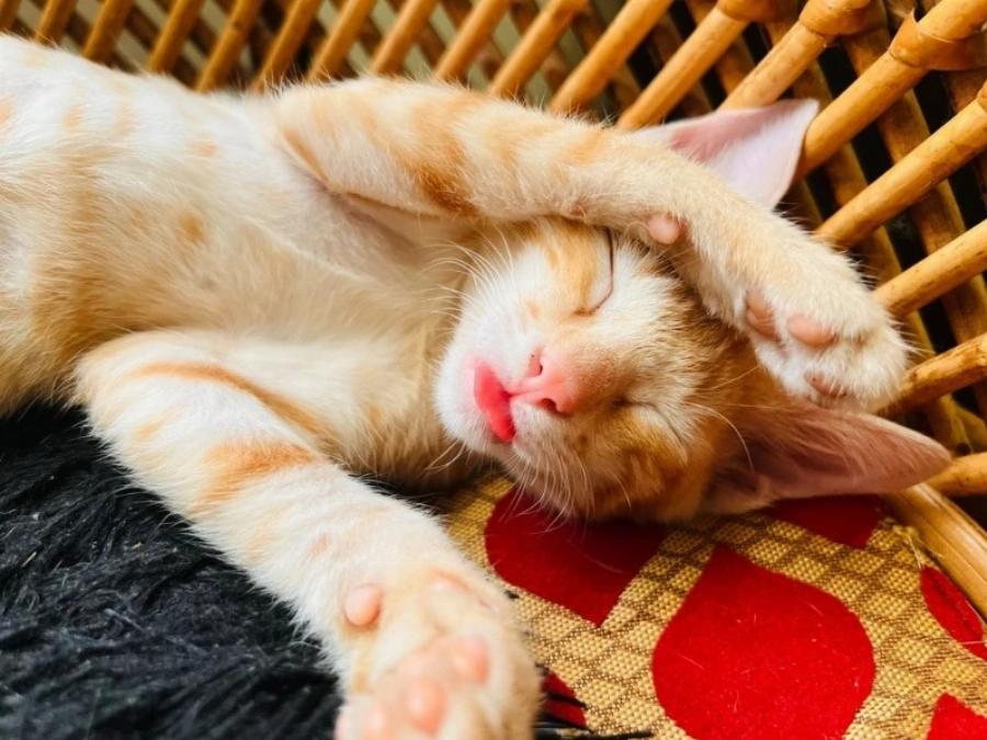 Γιατί οι γάτες βγάζουν τη γλώσσα τους όταν κοιμούνται; Αυτοί είναι οι 3 λόγοι