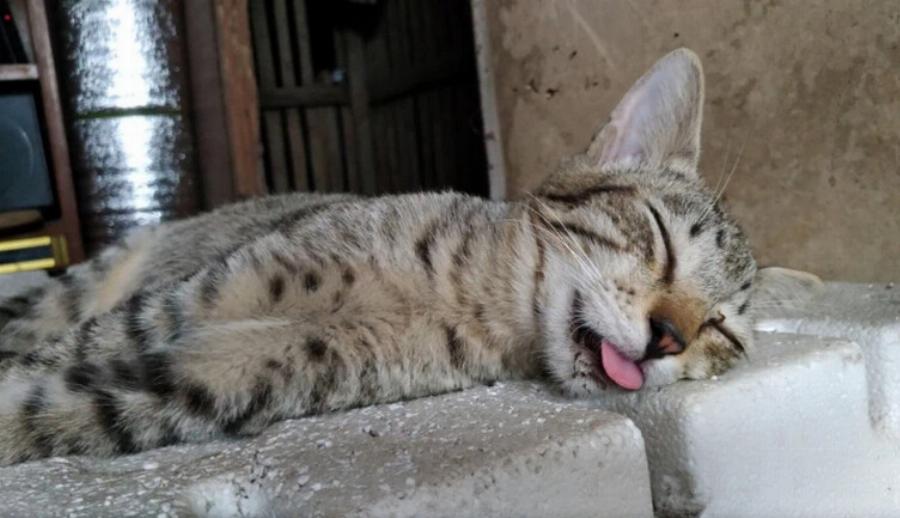 Γιατί οι γάτες βγάζουν τη γλώσσα τους όταν κοιμούνται; Αυτοί είναι οι 3 λόγοι