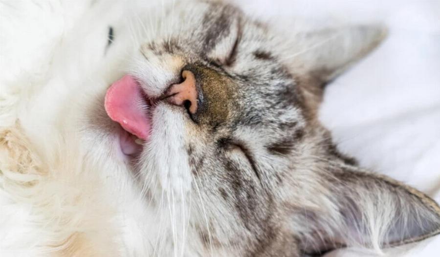 Γιατί οι γάτες βγάζουν τη γλώσσα τους όταν κοιμούνται; Αυτοί είναι οι 3 λόγοι
