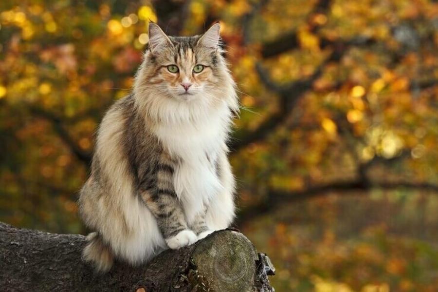 Αρχαίες φυλές γατών: Οι παλαιότερες φυλές γατών που εξακολουθούν να υπάρχουν ακόμα και σήμερα