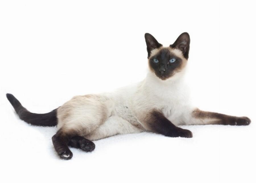 Αρχαίες φυλές γατών: Οι παλαιότερες φυλές γατών που εξακολουθούν να υπάρχουν ακόμα και σήμερα