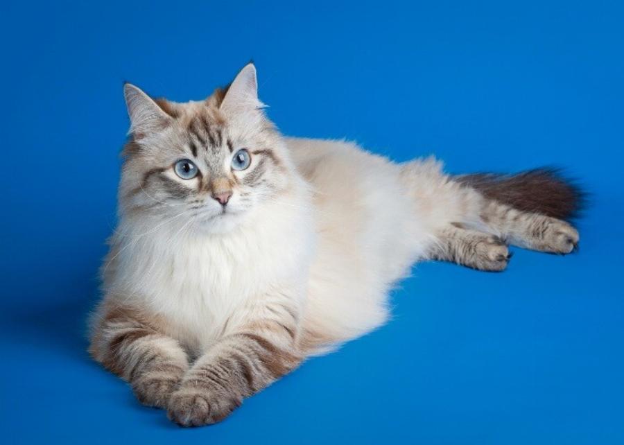 Αρχαίες φυλές γατών: Οι παλαιότερες φυλές γατών που εξακολουθούν να υπάρχουν ακόμα και σήμερα