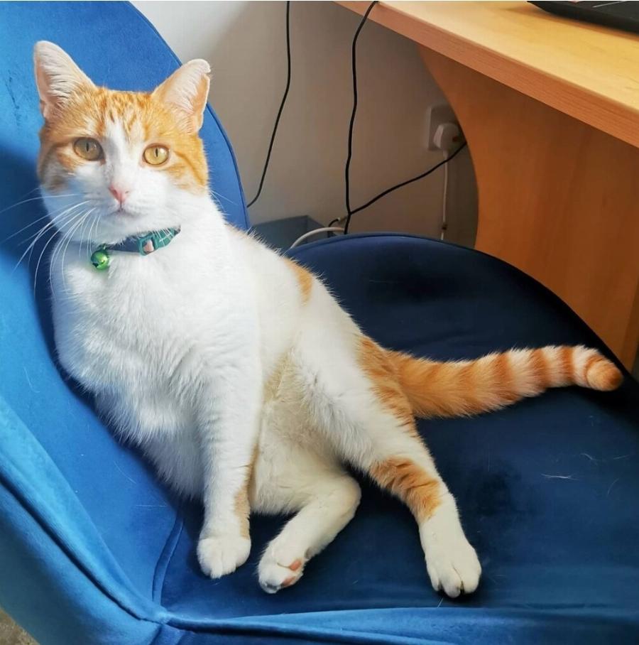 Πώς να φροντίσετε μια γάτα με τρία πόδια: Συμβουλές φροντιδας και υγείας