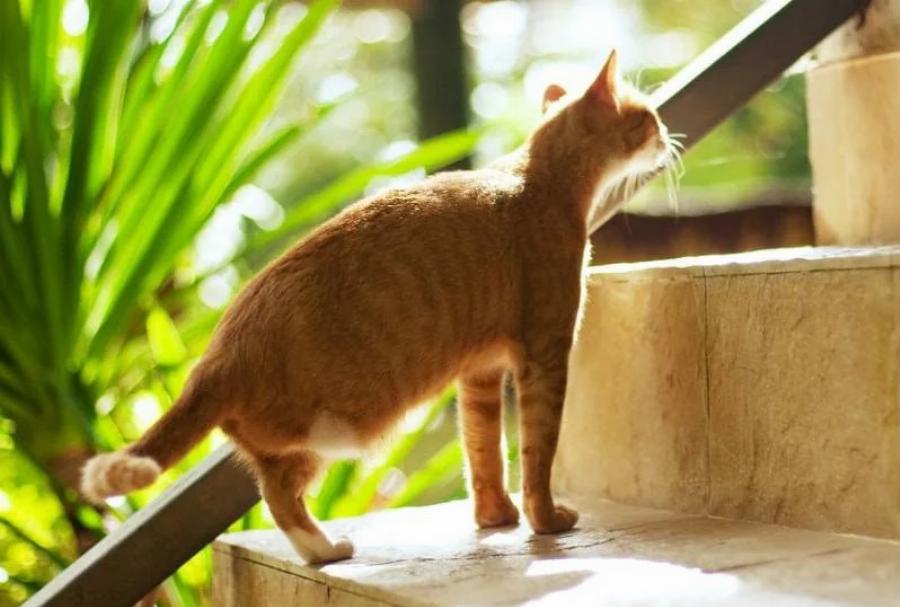 Πώς να φροντίσετε μια γάτα με τρία πόδια: Συμβουλές φροντιδας και υγείας