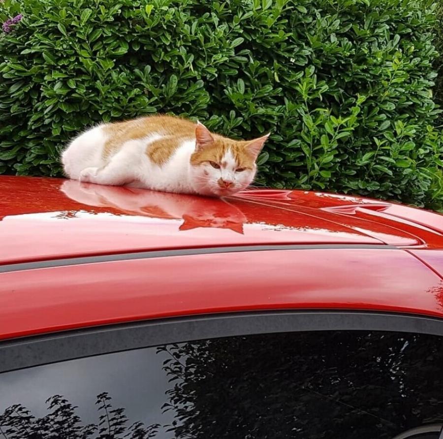 Πώς να φροντίσετε μια γάτα με τρία πόδια: Συμβουλές φροντιδας και υγείας