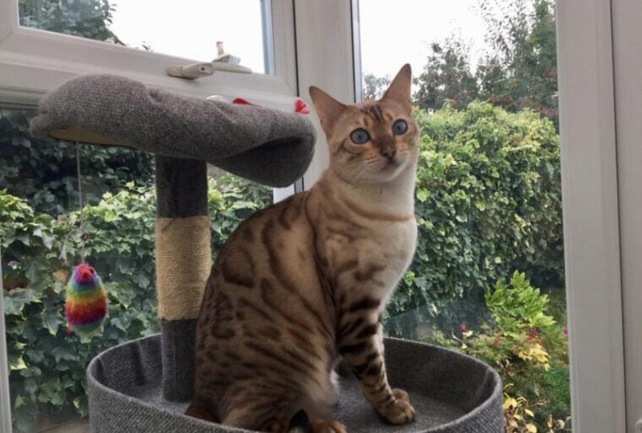 Γιατί η γάτα μου δεν έρχεται στην αγκαλιά μου πια; Αυτοί είναι οι 6 πιθανοί λόγοι