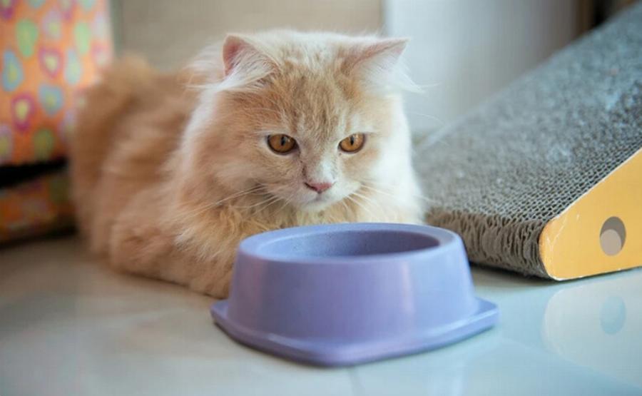 Μπορούν οι γάτες να φάνε τυρί κρέμα; Πληροφορίες που έχουν αξιολογηθεί από κτηνίατρο