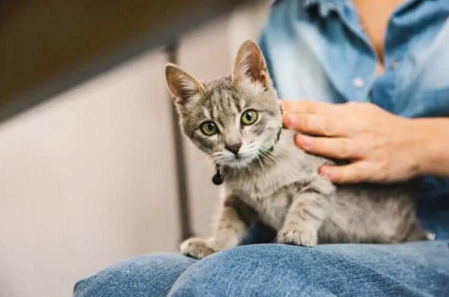 Μπορούν οι γάτες να φάνε τυρί κρέμα; Πληροφορίες που έχουν αξιολογηθεί από κτηνίατρο