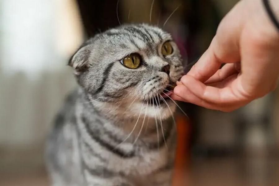 Μπορούν οι γάτες να φάνε μοσχαρίσιο παστό κρέας; Εγκεκριμένες από κτηνίατρο πληροφορίες & Συχνές ερωτήσεις