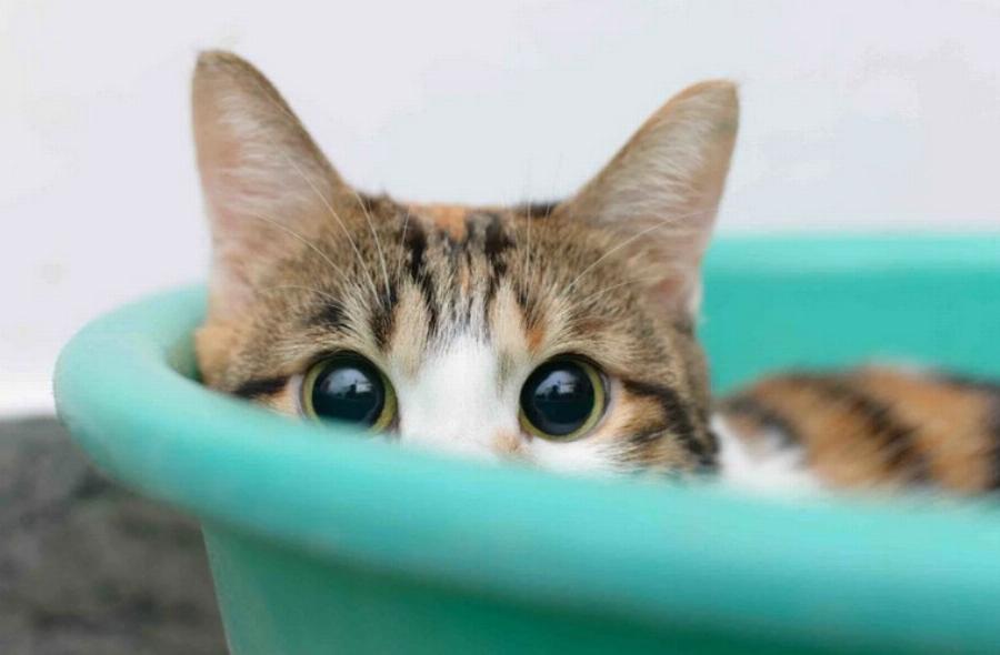 Ντρέπονται οι γάτες; Τα συναισθήματα των αιλουροειδών εξηγούνται