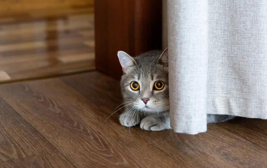 Ντρέπονται οι γάτες; Τα συναισθήματα των αιλουροειδών εξηγούνται