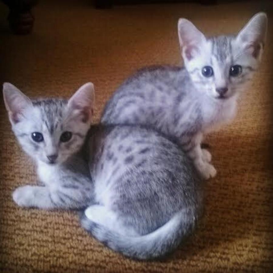 Αιγυπτιακή Μάου: Η πιο κατάλληλη γάτα για να έχετε μέσα στο σπίτι