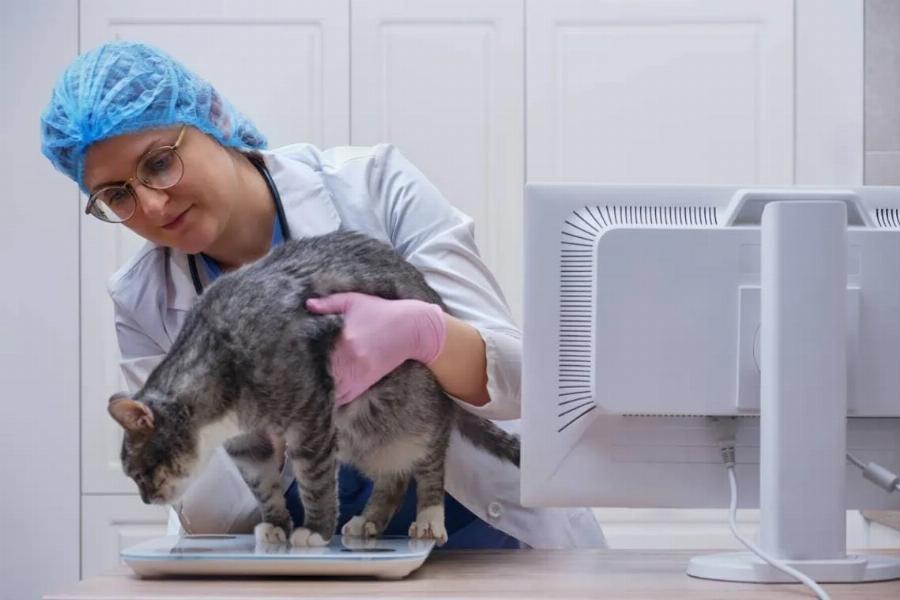 Μπορούν οι γάτες να φάνε ταμάλες; Εγκεκριμένα από κτηνίατρο είδη, λόγοι και συχνές ερωτήσεις