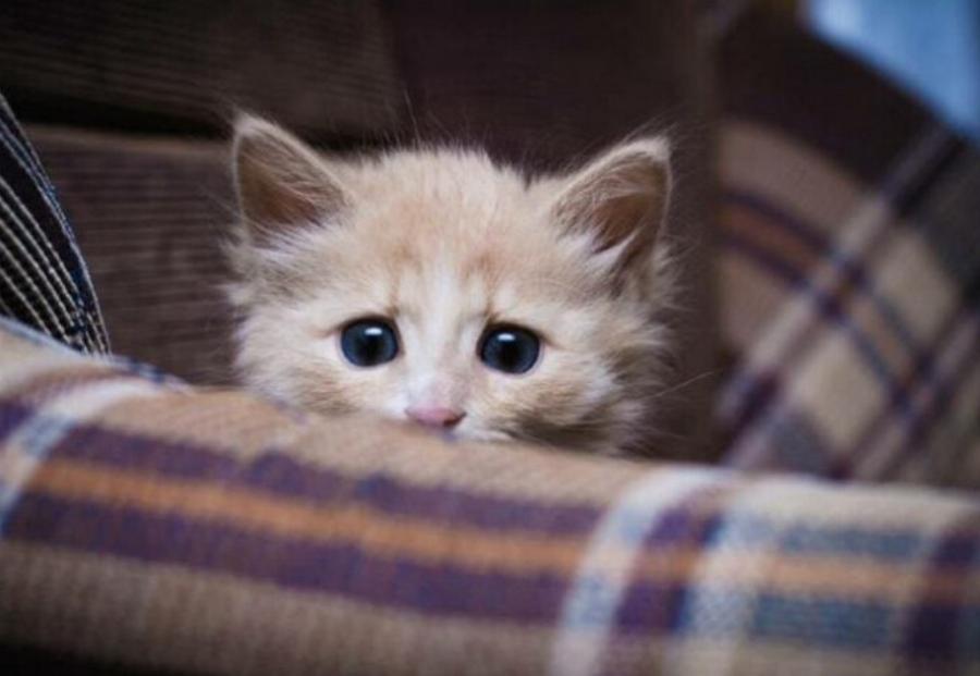 Φοβούνται οι γάτες το σκοτάδι; Πληροφορίες από κτηνίατρο