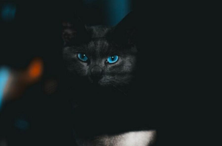 Φοβούνται οι γάτες το σκοτάδι; Πληροφορίες από κτηνίατρο