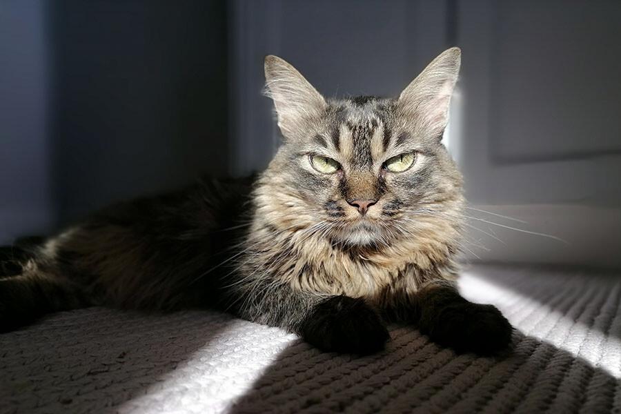 Σταματήστε να αναρωτιέστε: Γιατί η γάτα σας είναι επιθετική; -Χρήσιμες πληροφορίες