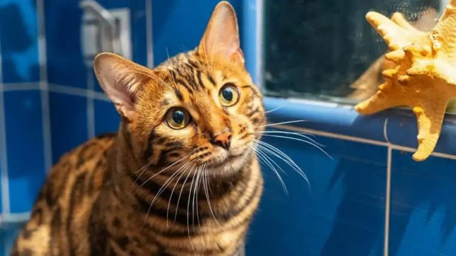 10 λόγοι για τους οποίους οι γάτες είναι τόσο περίεργες που πρέπει να ξέρετε