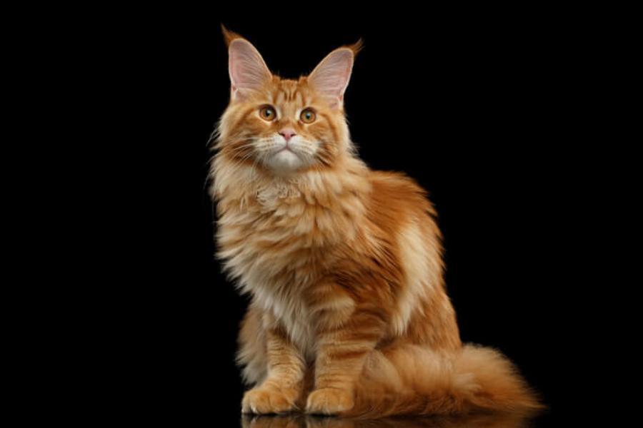 7 φυλές γατών Garfield που αξίζει να γνωρίσετε