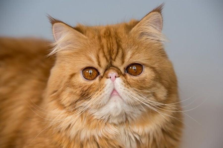 7 φυλές γατών Garfield που αξίζει να γνωρίσετε