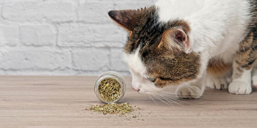 Γιατί το Catnip κάνει τις γάτες να τρελαίνονται; Εγκεκριμένες από κτηνίατρο πληροφορίες & Συχνές ερωτήσεις