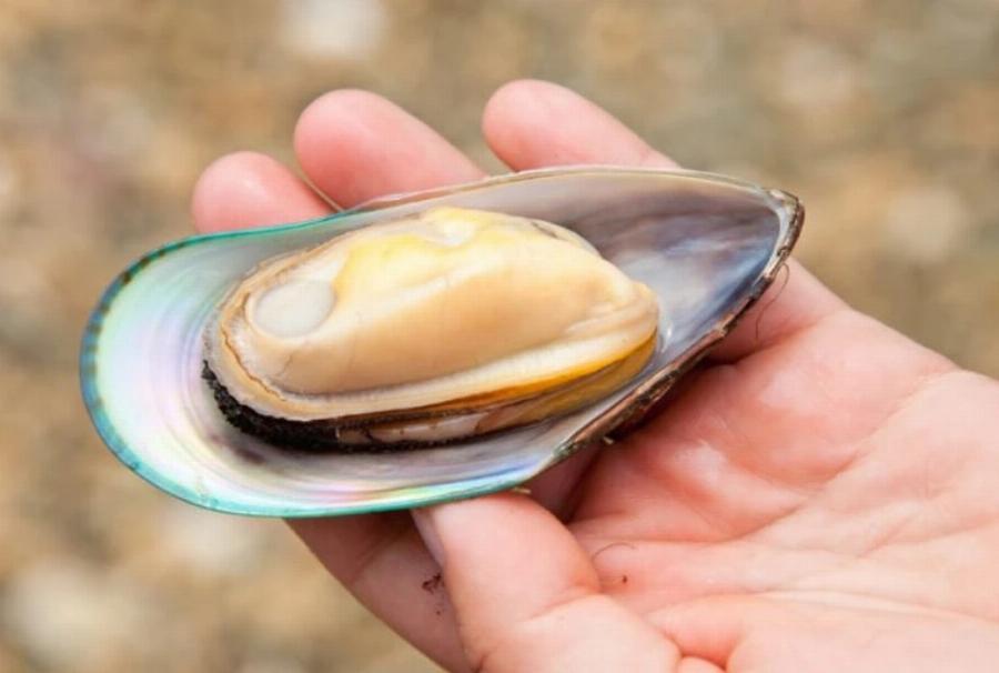 Πράσινα χειλικά μύδια και γάτες: Πλεονεκτήματα, Μειονεκτήματα & Οφέλη