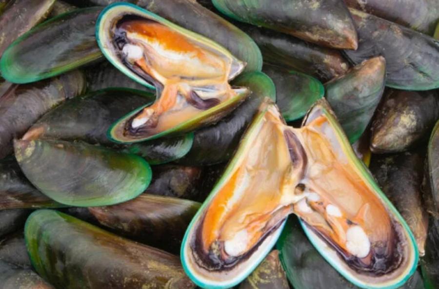 Πράσινα χειλικά μύδια και γάτες: Πλεονεκτήματα, Μειονεκτήματα & Οφέλη