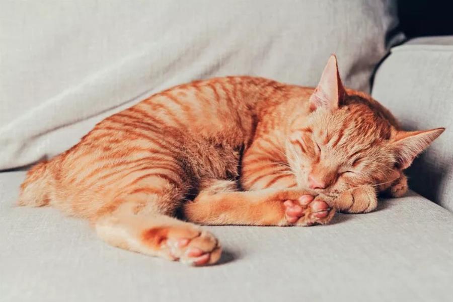 Γάτα Manx: Με το σώμα χωρίς ουρά και τη γλυκιά διάθεσή του θα σας κερδίσει