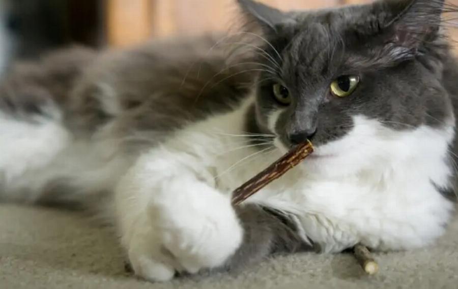 Είναι τα Silvervine Sticks ασφαλή για τις γάτες; Τι είναι; – Εγκεκριμένες από κτηνίατρο πληροφορίες και συμβουλές