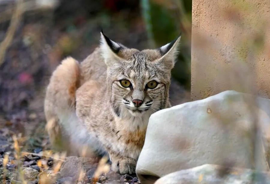 Είναι τα Silvervine Sticks ασφαλή για τις γάτες; Τι είναι; – Εγκεκριμένες από κτηνίατρο πληροφορίες και συμβουλές