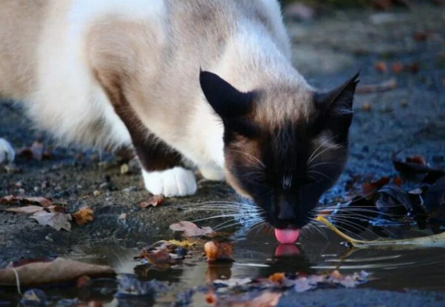 Γιατί οι γάτες πίνουν βρώμικο νερό; Αυτοί είναι οι 7 πιθανοί λόγοι