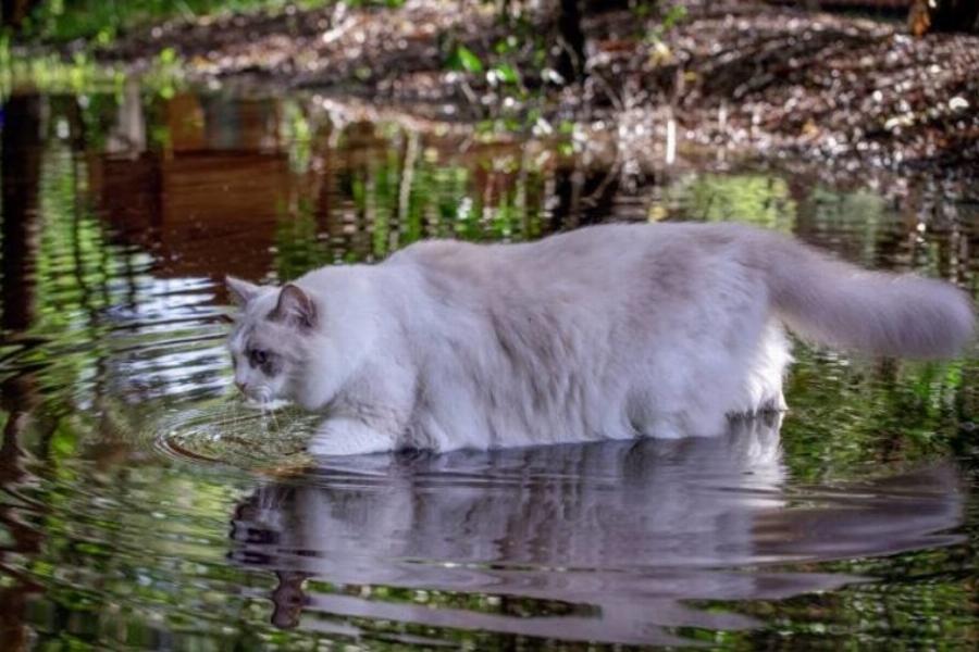 Γιατί στις γάτες αρέσει το τρεχούμενο νερό; Αυτοί είναι οι 4 πιθανοί λόγοι